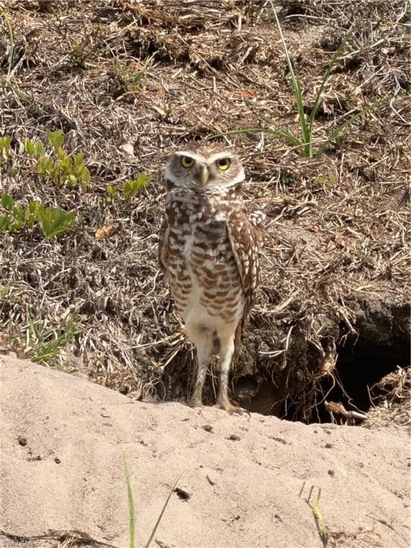 601 SW 31st ST CAPE CORAL, FL 33914